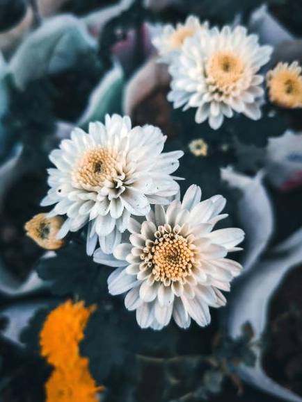 Florist arranging a bouquet